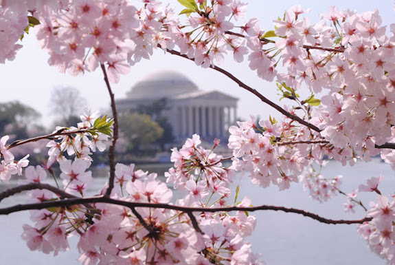 Cherry Blossoms in Bloom in DC