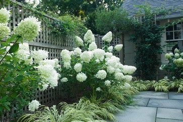 white hydrangea bush
