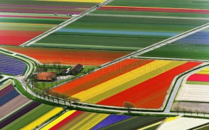 View of Tulip Flower Fields in Amsterdam from Airplane