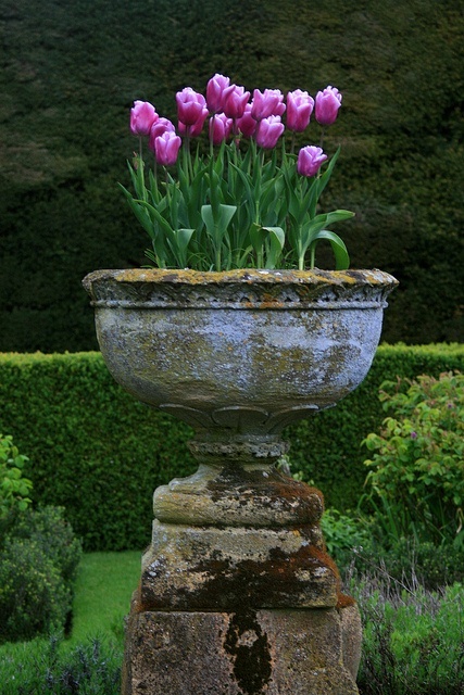 Tulips in Cement Urn