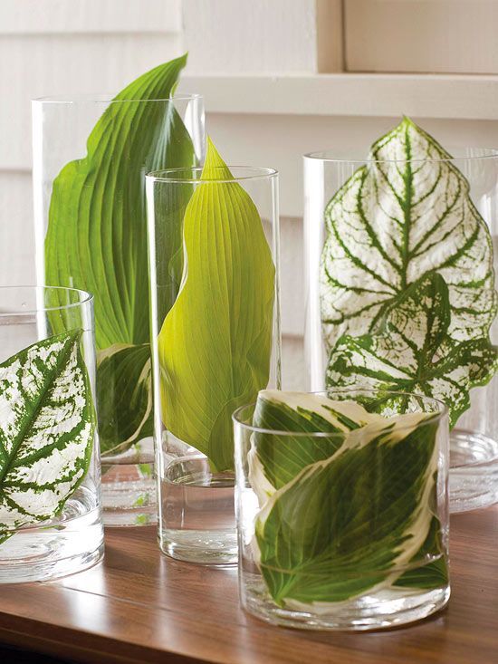 hosta leaves in cylinder vases