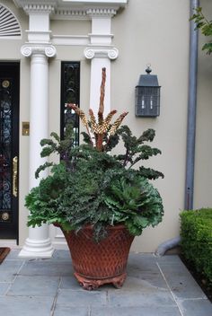 Green Kale Container Gardening
