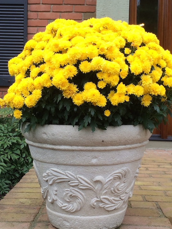 Yellow Mums - Fall Container Gardening