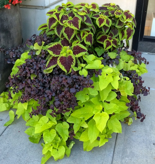 Purple and Chartreuse Planter