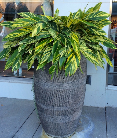 Green Variegated Plant