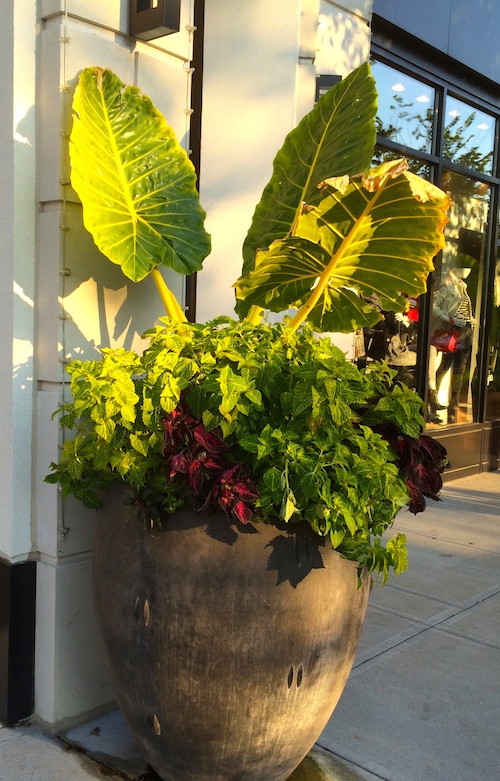 Elephant Ear Container Gardening