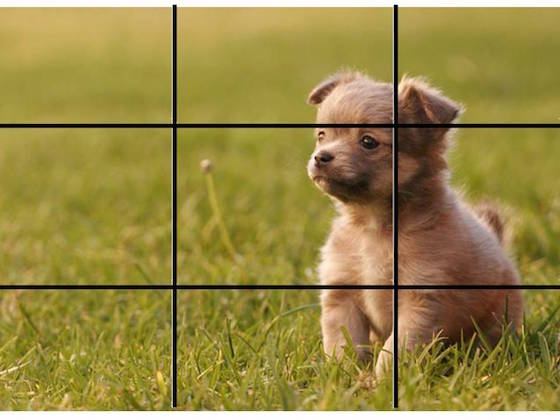 Rule of Thirds Example with Puppy