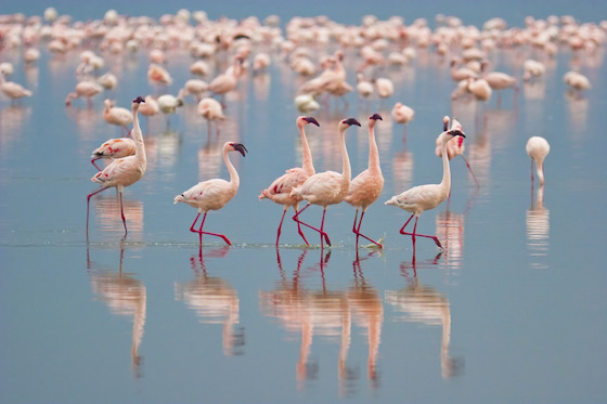 Flamingo Migration in Kenya