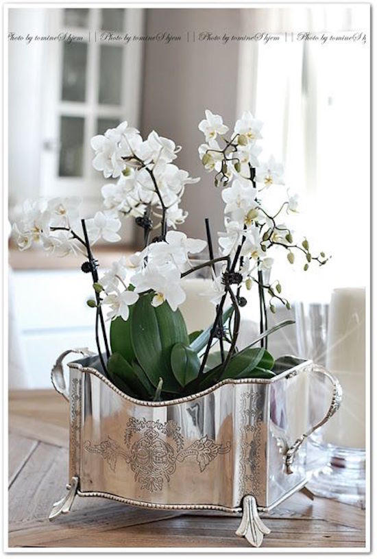Orchid in Vintage Silver Container