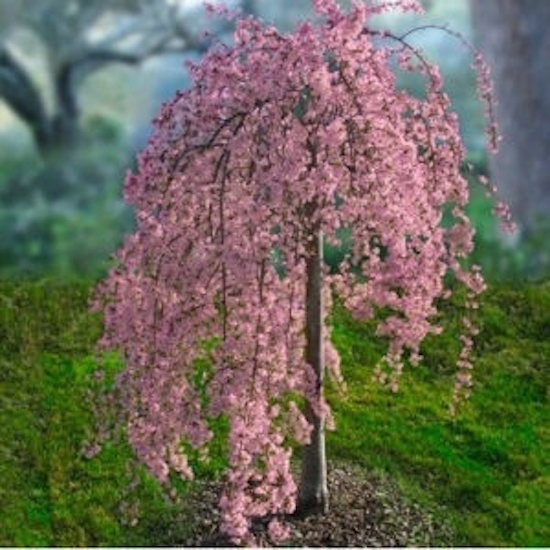Pink Blooming Tree