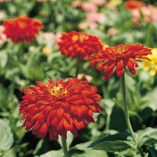 The best annuals for cutting