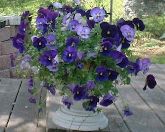 Purple Pansies 