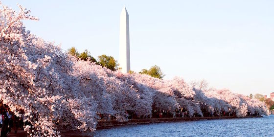 9 Things You Never Knew About the National Cherry Blossom Festival