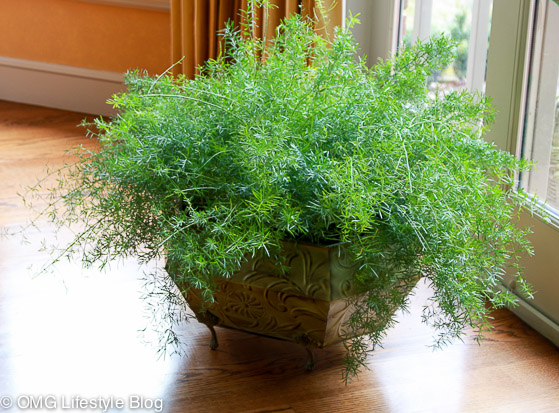 My asparagus fern houseplant is thriving with my new way of watering. 