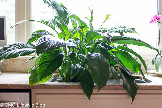 Houseplants | A Great Tip to Help Them Thrive