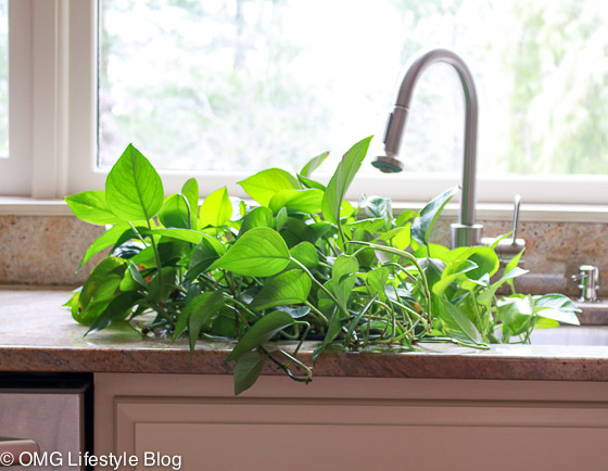 You can't kill a Philodendron - but you can help them thrive with this watering method.