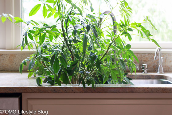 Best tip for watering plants to make them thrive.