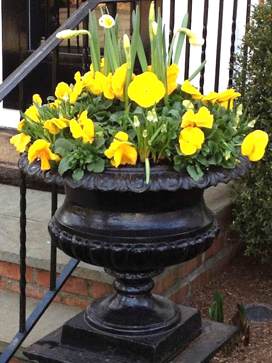 Elegant spring urn! Yellow pansies & daffodils will add a pop of color to your front porch.
