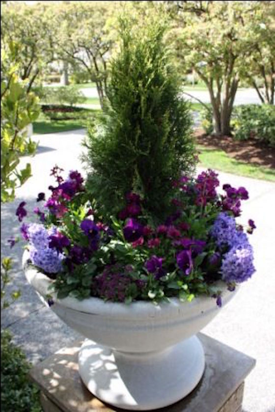 Pansies and hyacinths add color to this evergreen shrub