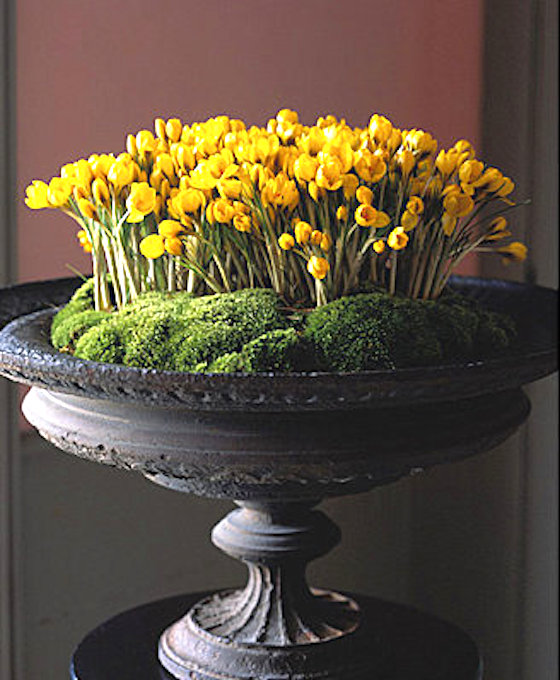 Potted crocus with moss lined urn