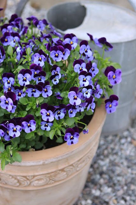 Violas for spring pots