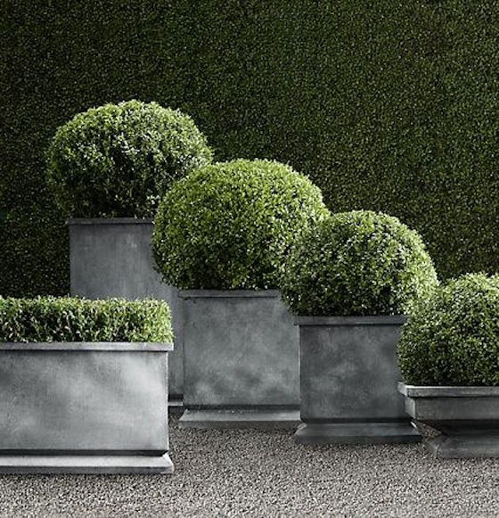 10 great examples of how to incorporate potted boxwoods in your landscaping | I love the varying heights of these gray containers. The green boxwood is so pretty in these pots. Visit the post for more fabulous photos. 