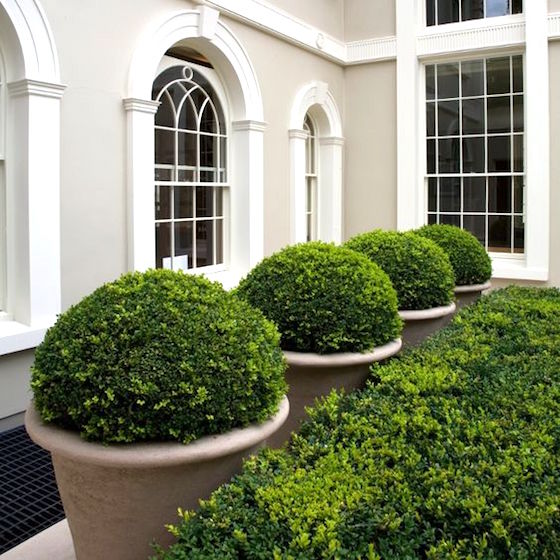 10 great examples of how to incorporate potted boxwoods in your landscaping | Potted boxwood line a walkway near the house | Visit the post for more inspiration