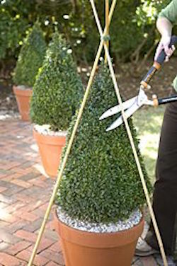 How to shape and trim boxwoods | Visit the post to see how to incorporate potted boxwood into your landscaping