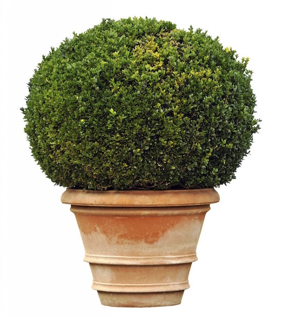 Planting and Caring for Boxwood in Containers | Visit the post for inspiration on how to use potted boxwood in your landscaping