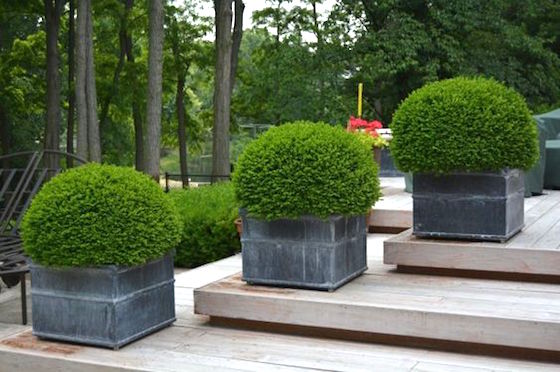 10 great examples of how to incorporate potted boxwoods in your landscaping | These round boxwoods in gray pots help to line the deck steps | Visit the post for more inspiration