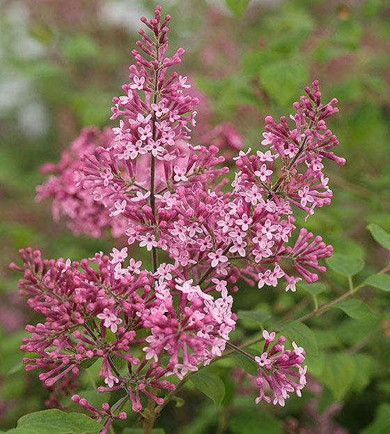 New Trees and Shrubs for 2016