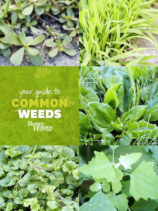 Your Guide to Common Weeds