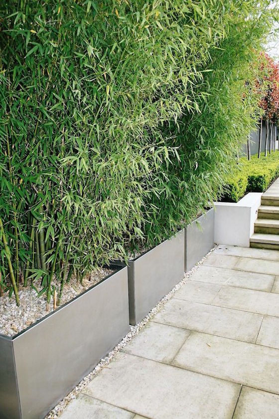Bamboo Planters as Privacy Screen