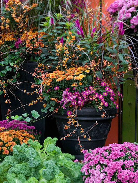 Fall Mums: Your Ultimate Care Guide by Better Homes & Gardens