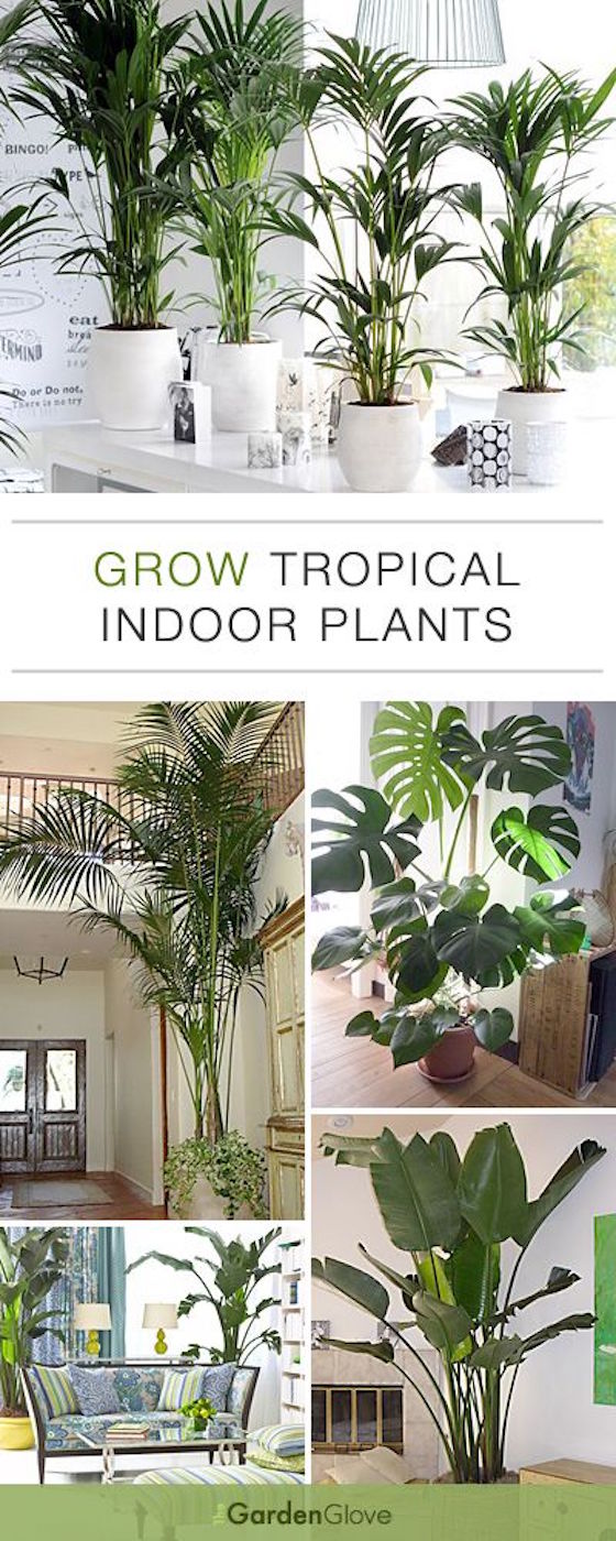 How to grow tropical plants indoors