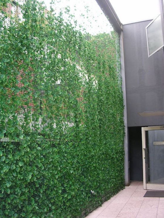Ivy Privacy Screen