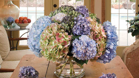 The Secret to Drying Hydrangeas and Other Botanicals