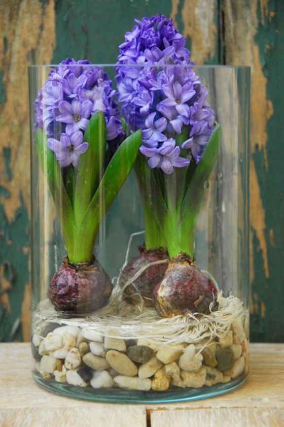 FORCING HYACINTHS FOR WINTER BLOOMS