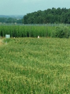 hops-fields