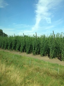 Hops Field in Germany