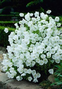 White Campanula Flowers