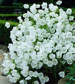 White Campanula Flowers