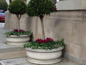 Topiary Pots at Ritz Carlton San Francisco Entrance