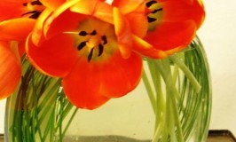 tulips in circular vase