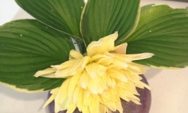 Single Dahlia Floral Arrangement