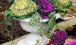 Multi Color Kale Container Gardening