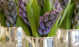 Hyacinths in silver julep cups