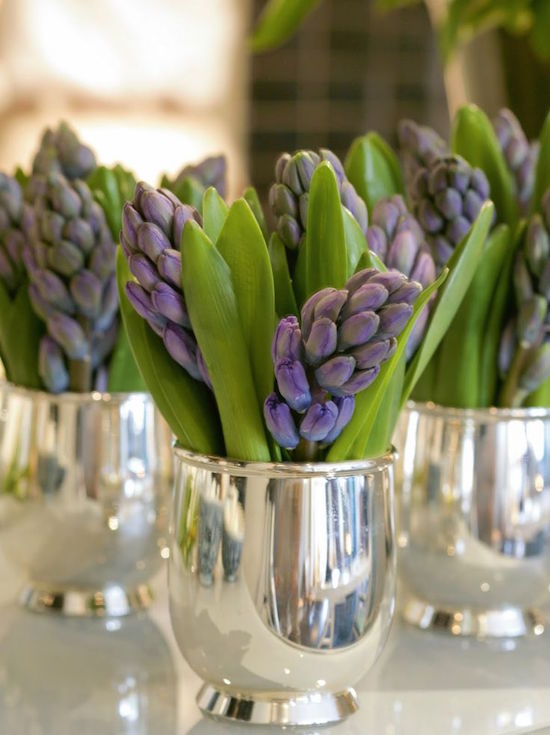 Hyacinths in silver julep cups