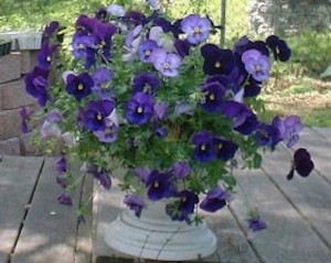 Purple Pansies