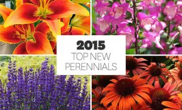 best perennials of 2015